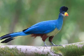 Chiêm ngưỡng loài chim chỉ có ở châu Phi 