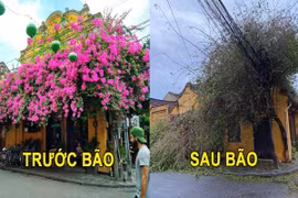 CĐM tiếc "hùi hụi" giàn hoa giấy Hội An đổ sập sau bão