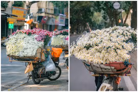 Cúc họa mi chớm đông “đổ bộ” trên phố Hà Nội