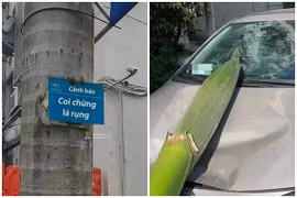 Mặc biển cảnh báo, chủ xe đỗ dưới cây dừa và cái kết