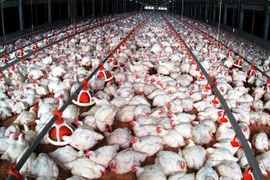 Triệu hộ chăn nuôi vẫn gồng lỗ, giá gà, lợn chìm sâu dưới đáy