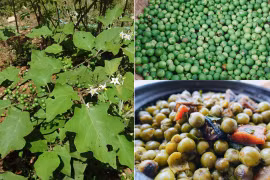 Thứ quả mọc dại nay là đặc sản núi rừng, kho cá tuyệt ngon