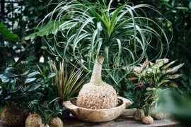 3 cây cảnh tuy xấu xí nhưng giúp hút tài, chiêu lộc 