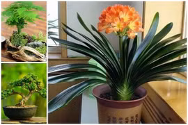 5 loại hoa mệnh danh 'cây phú quý', trồng càng nhiều tiền càng vào