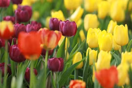 Trẻ sinh vào 5 ngày Âm lịch này, tự lập tương lai rộng mở