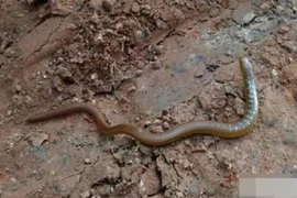 Những bí ẩn chưa được giải đáp về tổ tiên loài rắn