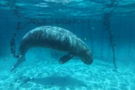 Sự thật vô tình được nhóm thợ lặn khám phá dưới đáy đại dương 