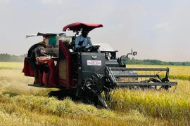 Cánh đồng lớn ở Đồng Nai, nông dân hối hả gặt lúa chạy nắng