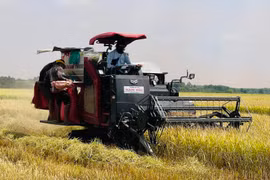 Cánh đồng lớn ở Đồng Nai, nông dân hối hả gặt lúa chạy nắng