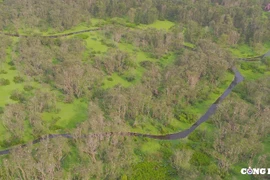 Chiêm ngưỡng vẻ đẹp của rừng tràm Trà Sư mùa nước nổi ở An Giang