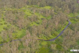 Chiêm ngưỡng vẻ đẹp của rừng tràm Trà Sư mùa nước nổi ở An Giang