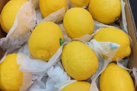 Hà Nội nắng đổ lửa, chanh vàng giải nhiệt 30.000 đồng/quả cháy hàng