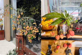 Mùa vải thiều, người dân Bắc Giang chơi cây cảnh kiểu độc lạ