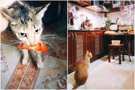 Hoàn cảnh éo le của chú cá chép ngày tiễn ông Công ông Táo