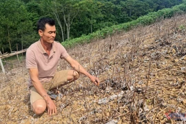 Phá bỏ 'cây làm giàu': Giải quyết việc thiếu tiền, mở rộng lại vùng trồng