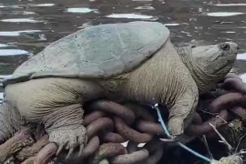 Phát hiện rùa ngoạm khổng lồ 'Chonkosaurus'