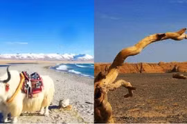 Thành phố duy nhất ở Trung Quốc không thể trồng được cây xanh