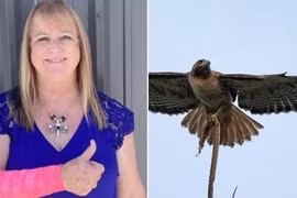 Rắn từ trên cao rơi trúng người, rồi diều hâu lao xuống tấn công