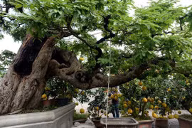 Ngắm cây cảnh dáng thác đổ, đại giá trả 3,5 tỷ đồng