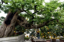 Ngắm cây cảnh dáng thác đổ, đại giá trả 3,5 tỷ đồng