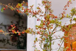 Những cành hoa độc lạ có thể bạn chưa từng nghe tên 