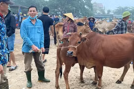 Chợ trâu, bò lớn nhất cả nước ở Nghệ An