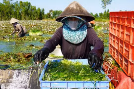 Rau dại ăn mát gan, lợi tiểu này ở Long An mọc la liệt