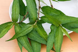 Rau răm ở Việt Nam 2.000 đồng/mớ, sang nước ngoài 250.000 đồng/mớ