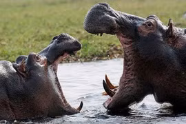 Hà mã điên cuồng tấn công đồng loại