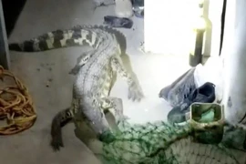 Video: Kinh hãi cá sấu sở thú trốn vào ký túc xá ở Trung Quốc