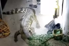 Video: Kinh hãi cá sấu sở thú trốn vào ký túc xá ở Trung Quốc