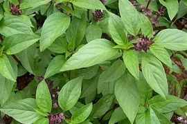 Làm dịu các triệu chứng của cúm bằng gia vị “vườn nhà”