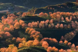 Mai anh đào mỗi năm nở một lần ở Sa Pa đẹp rực rỡ 