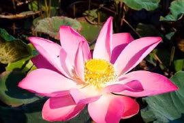 3 dấu hiệu này xuất hiện 'tưởng hoạ mà phúc'