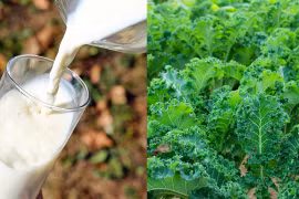 Ai không uống được sữa có thể thay bằng “7 loại rau” này