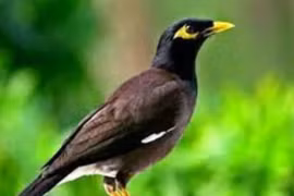 3 loài chim vào nhà, sắp có tin vui “gõ cửa” 