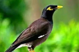 3 loài chim vào nhà, sắp có tin vui “gõ cửa” 