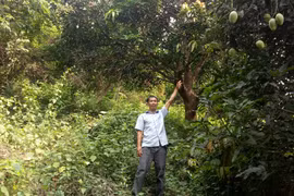 Trồng xoài cát mốc đặc sản ở Bình Định, chưa bao giờ lo ế