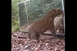 Báo hoa mai đứng thẳng 2 chân, đánh nhau với mình trong gương