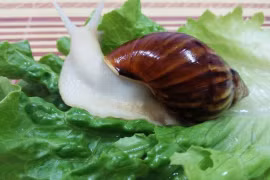 Loại ốc sống bụi rậm, nay trở thành món ngon giá đắt