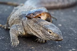 Cuộc chiến giữa 2 loài bò sát khổng lồ 