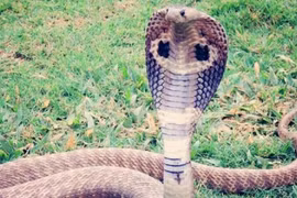 Rắn hổ mang táo tợn đuổi người đàn ông đi xe máy ra khỏi nhà