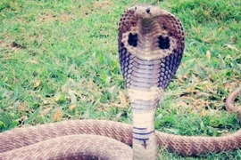 Rắn hổ mang táo tợn đuổi người đàn ông đi xe máy ra khỏi nhà