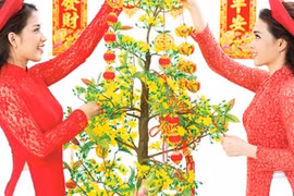 8 loài cây may mắn đặt trong nhà dịp Tết hút tài hút lộc