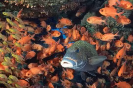 4 loại thực phẩm hữu ích thúc đẩy sự phát triển của bé