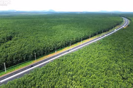 Mê mẩn rừng cao su xanh mướt cao tốc Dầu Giây - Phan Thiết