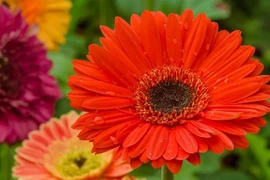 Cuối 2022: 3 con giáp thời cơ đến cản không kịp, muốn gì được nấy