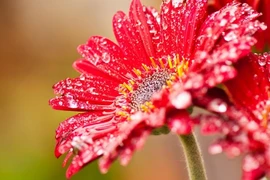 Giữa tháng 11, xui xẻo tiêu tan, 3 con giáp có tiền bạc