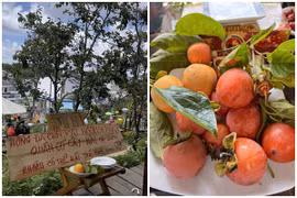 Vào mùa hồng, quán cà phê Đà Lạt làm khách ấm lòng