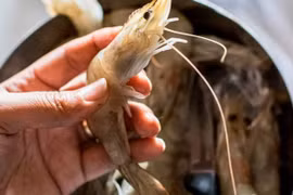 Tình cờ phát hiện ung thư sau khi bị râu tôm chọc vào ngón tay